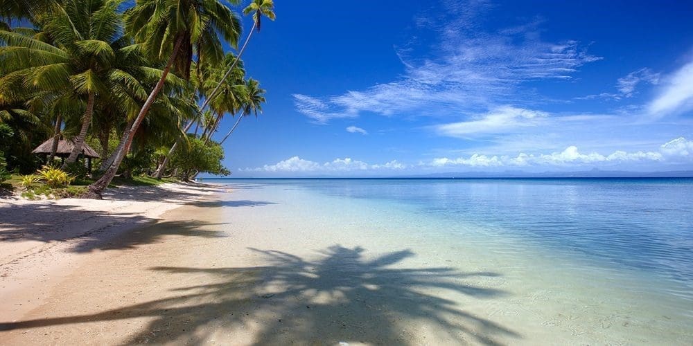 Fiji Beach Coconut Trees