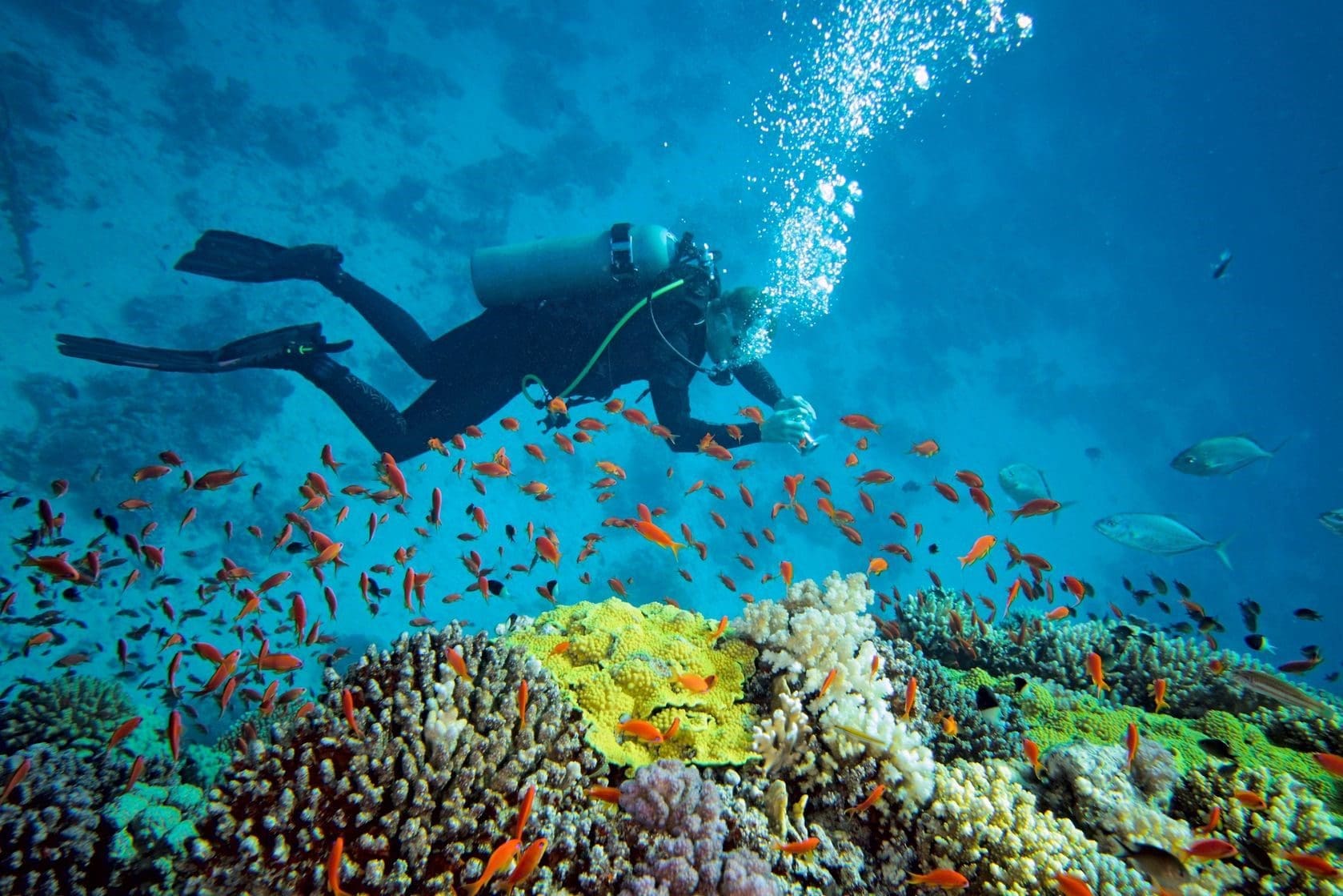 Scuba Diving Coral Fish