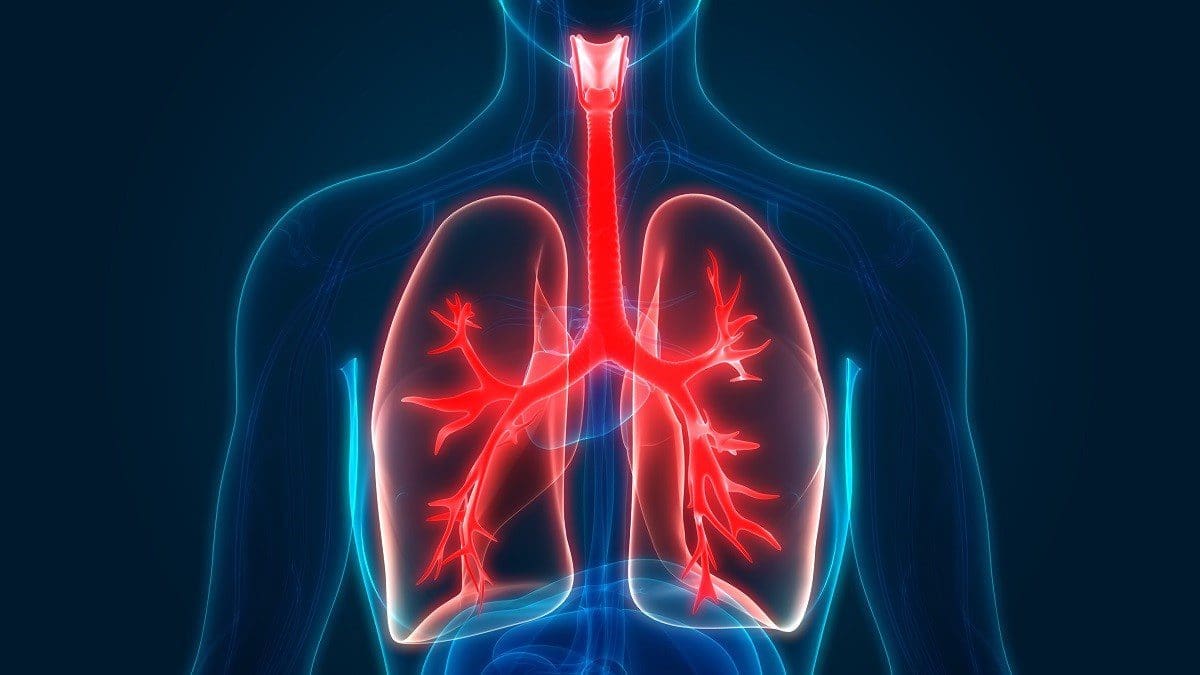 Human lungs llustration Human Lungs Llustration