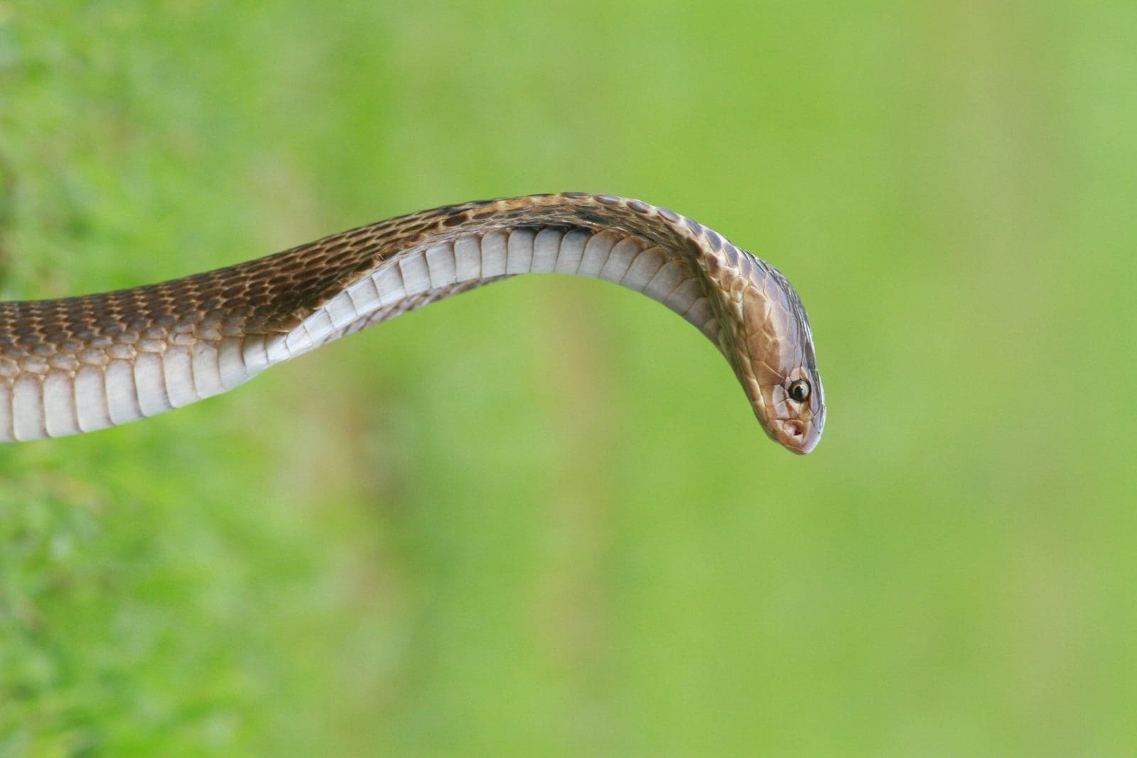 nag panchami