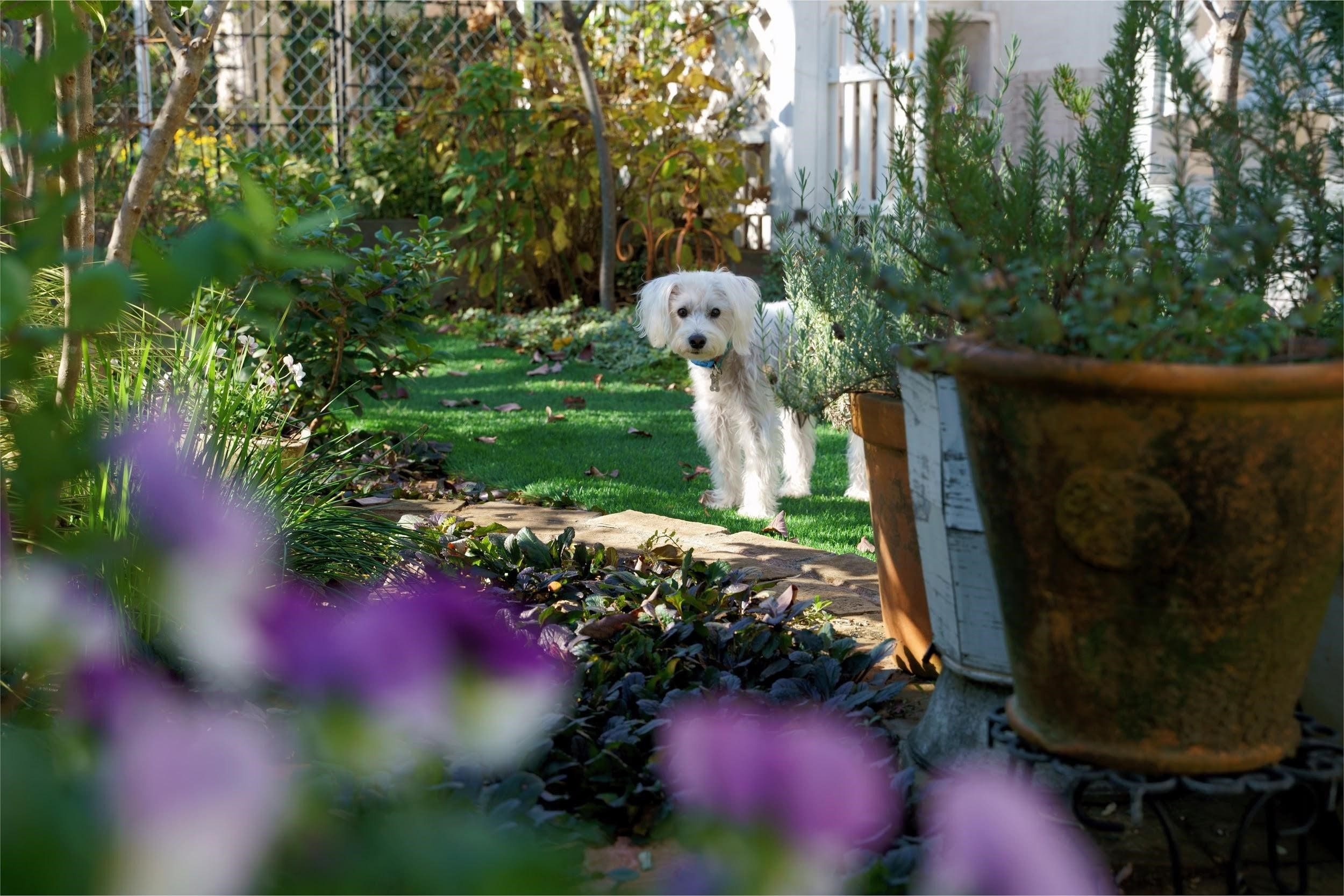 dog animal yard animal-friendly yard
