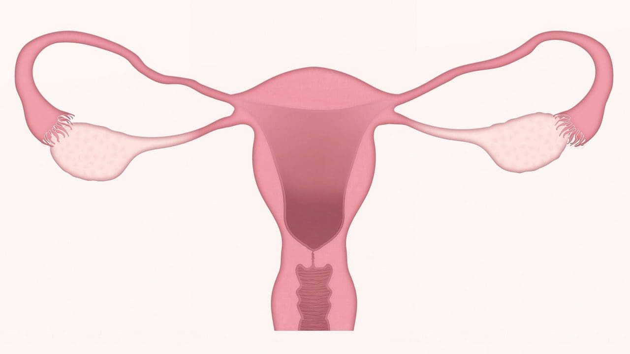 uterus menopause