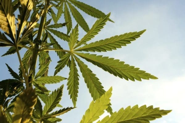 CBD cannabis leaves