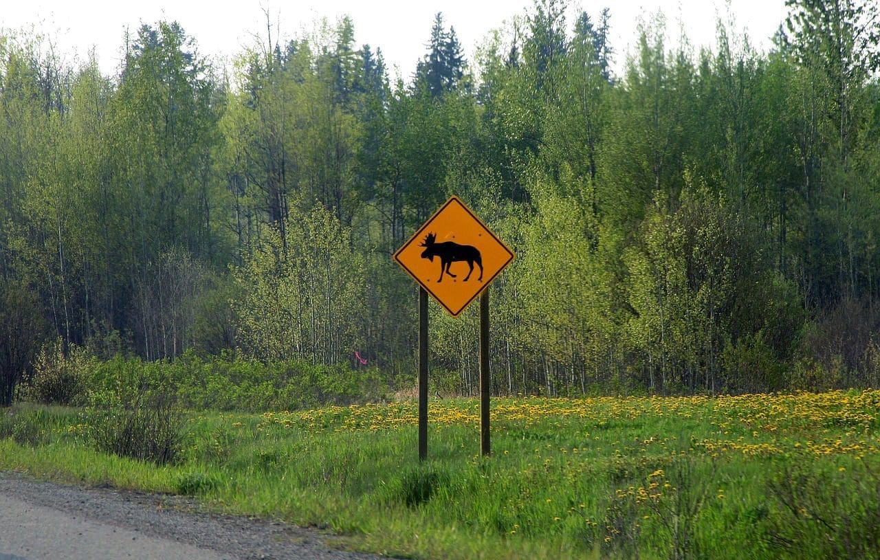 travel to canada elk moose crossing