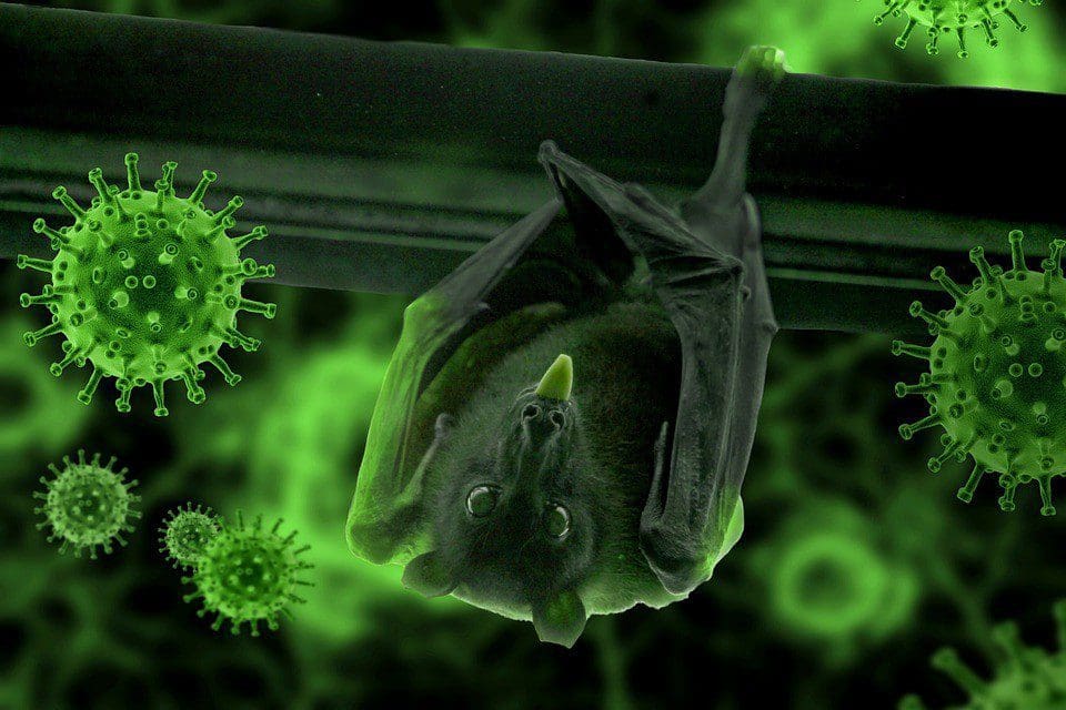 bat coronavirus outbreak