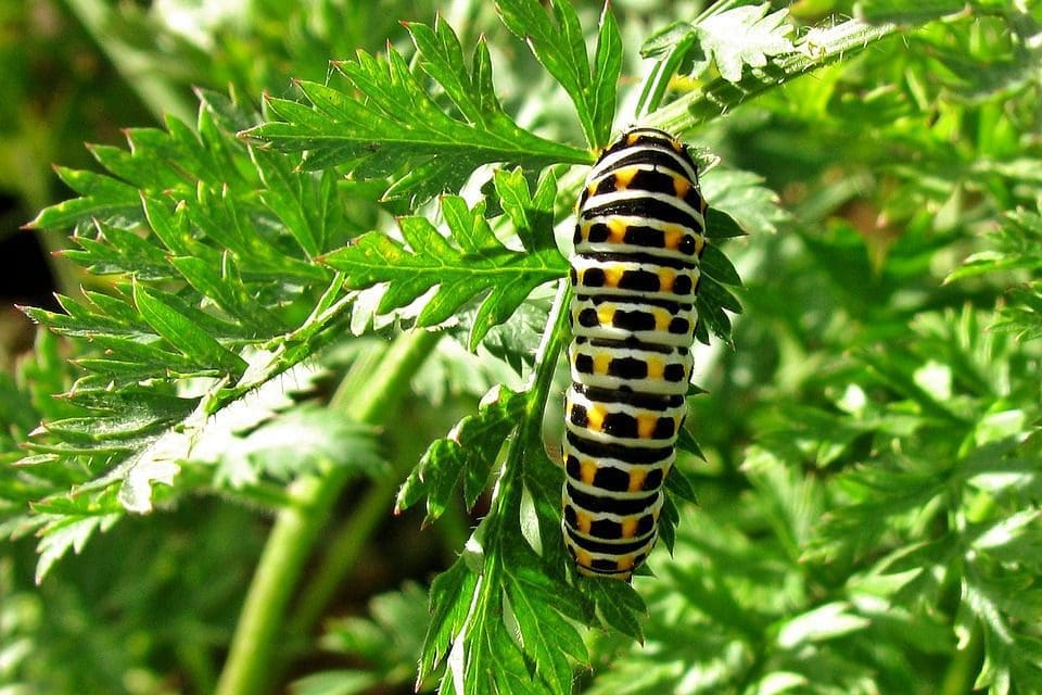garden pest caterpillar