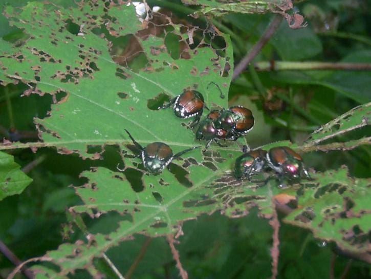 garden pests japanese beetles
