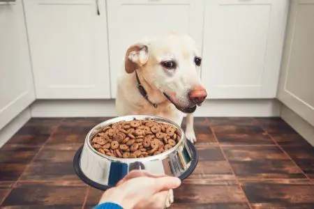 dog refusing dog food