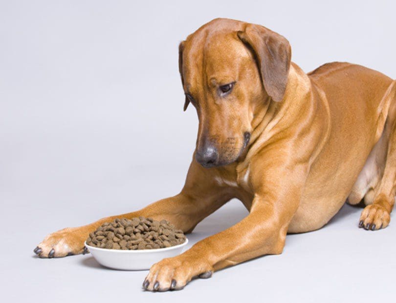 dog staring at bowl of food