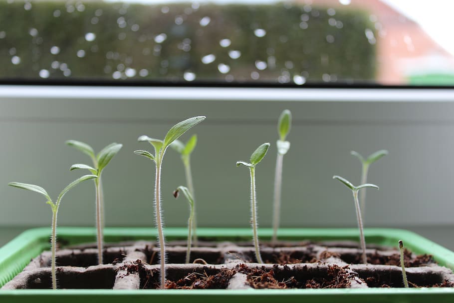 plant-seedling