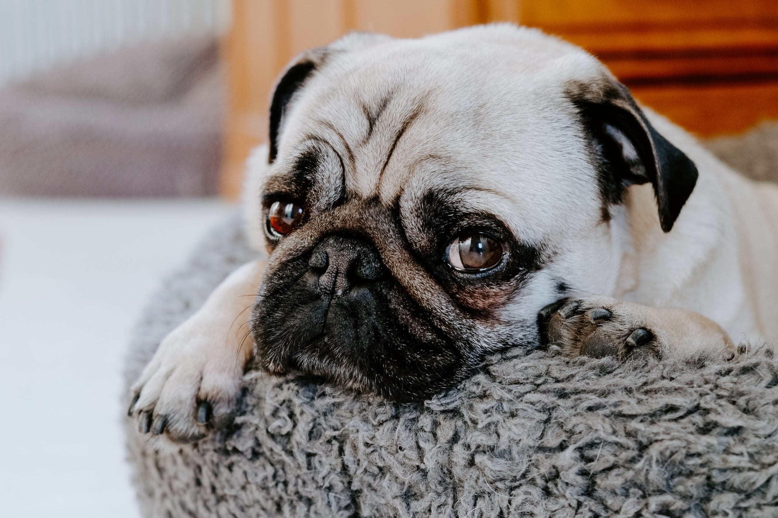 adult fawn dog on gray pet bed signs of cancer in dogs