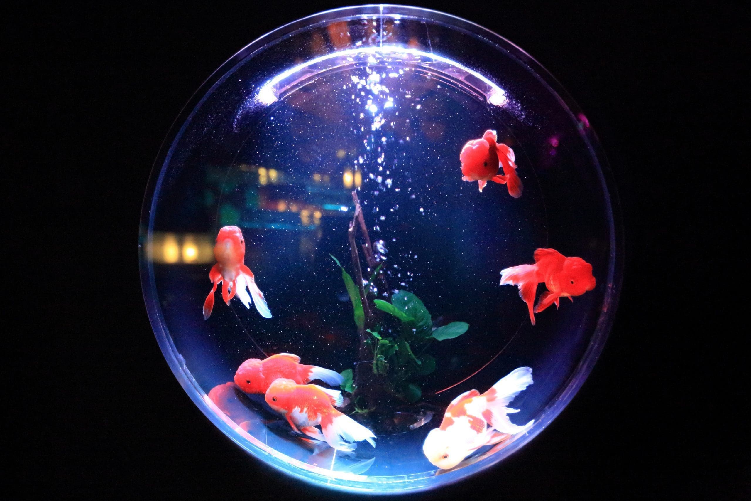 your aquarium