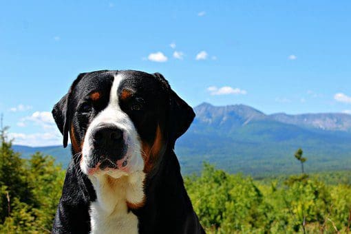 Greater Swiss Mountain Dog Greater Swiss Mountain Dog
