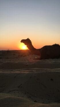 Camel Festival Rajasthan