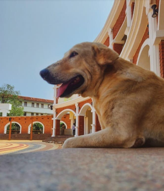dogs of manipal