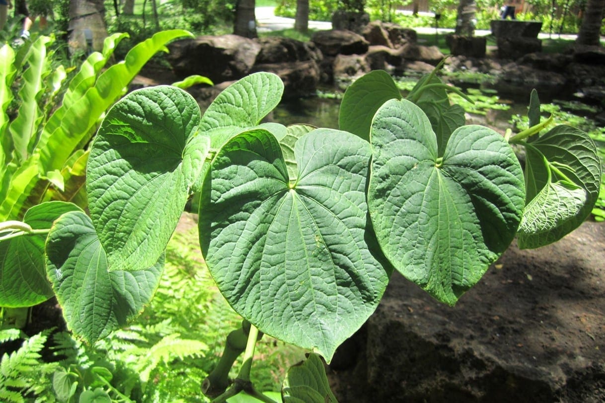 Kava Plants