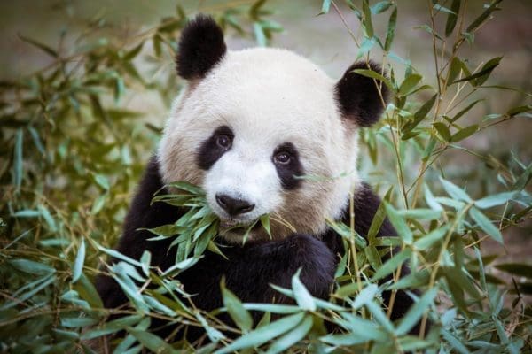 Environmental crisis and pandas