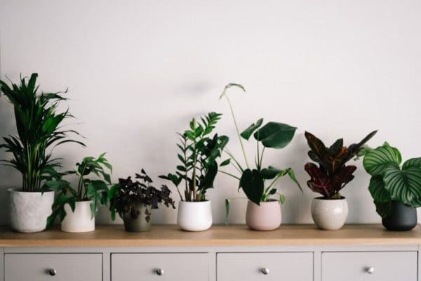 house plants for stress-free home environments