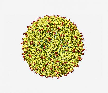 Everything You Need To Know About Zika Virus Is Here! 1 zika virus structure