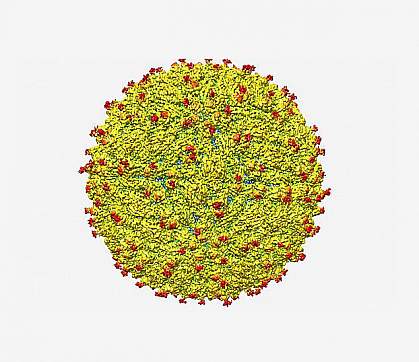 zika virus structure