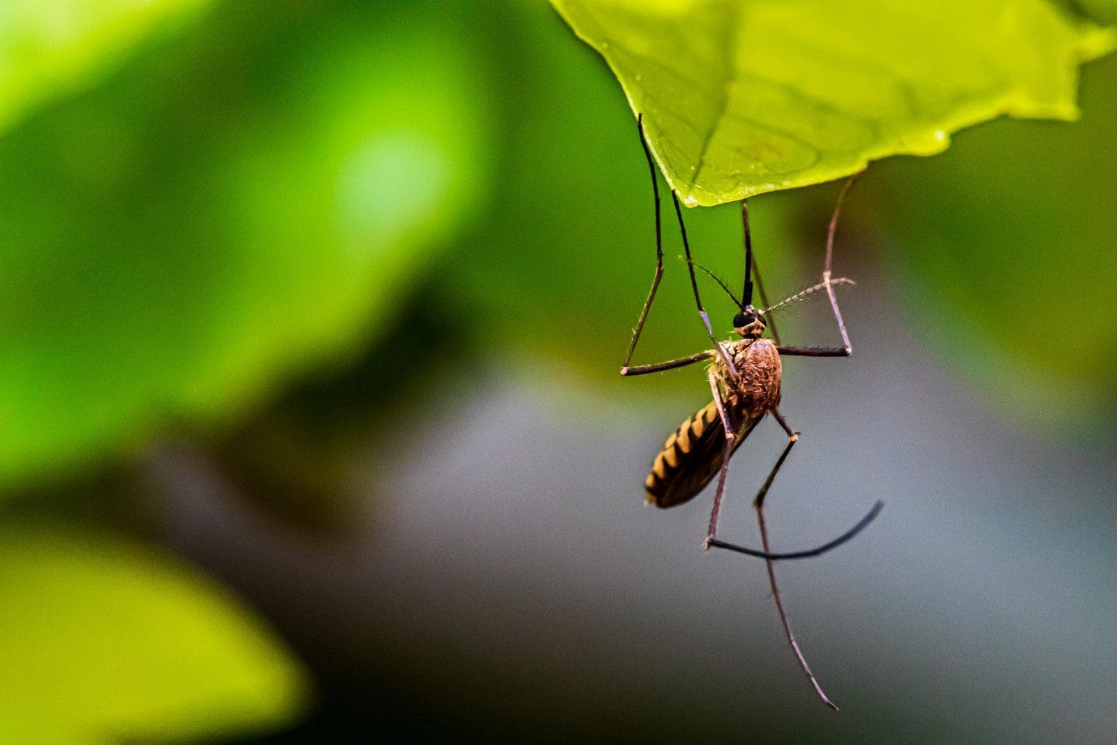 Everything You Need To Know About Zika Virus Is Here! 2 aedes mosquito zika virus