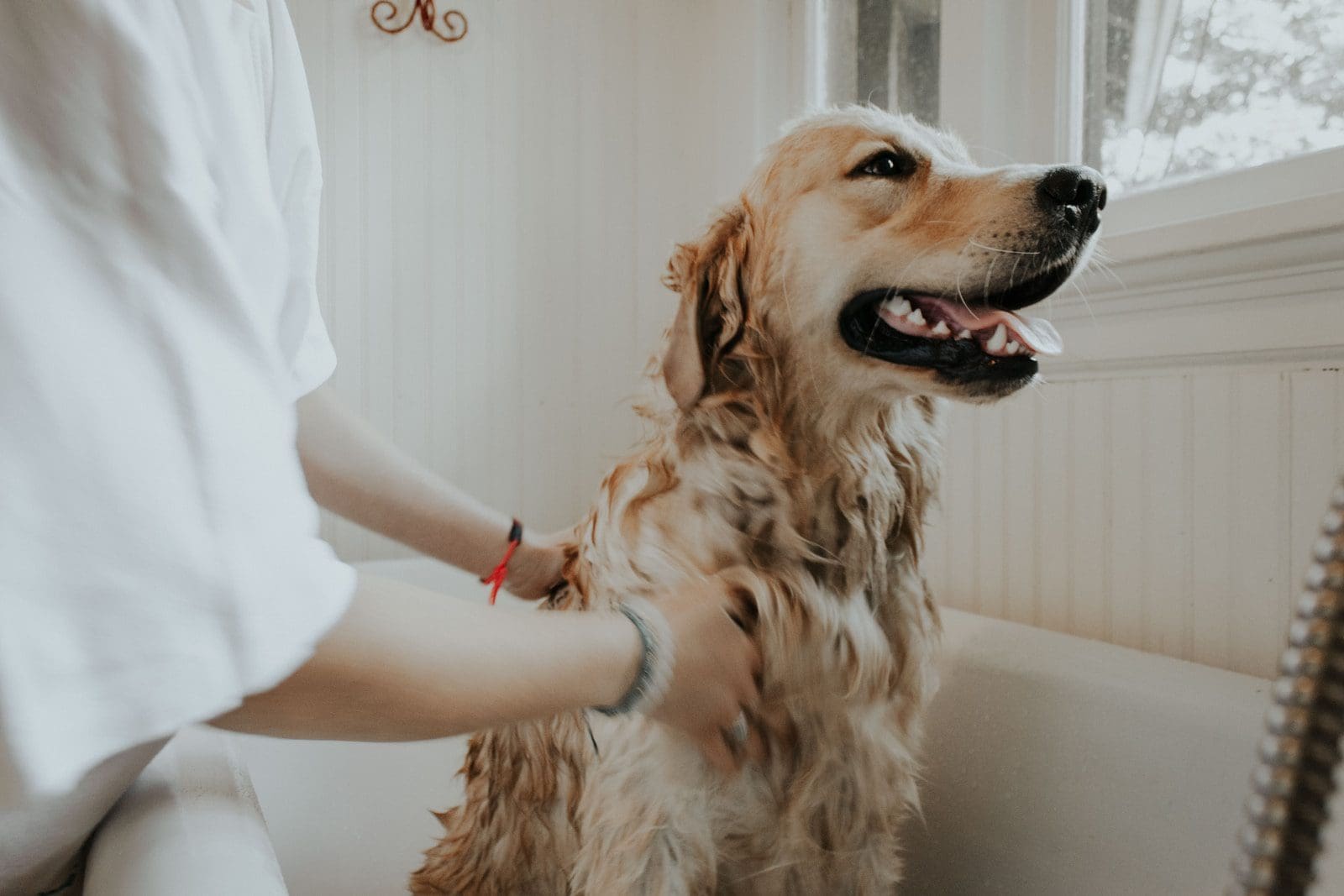 adult golden retriever taking a bath cleas and ticks prevention