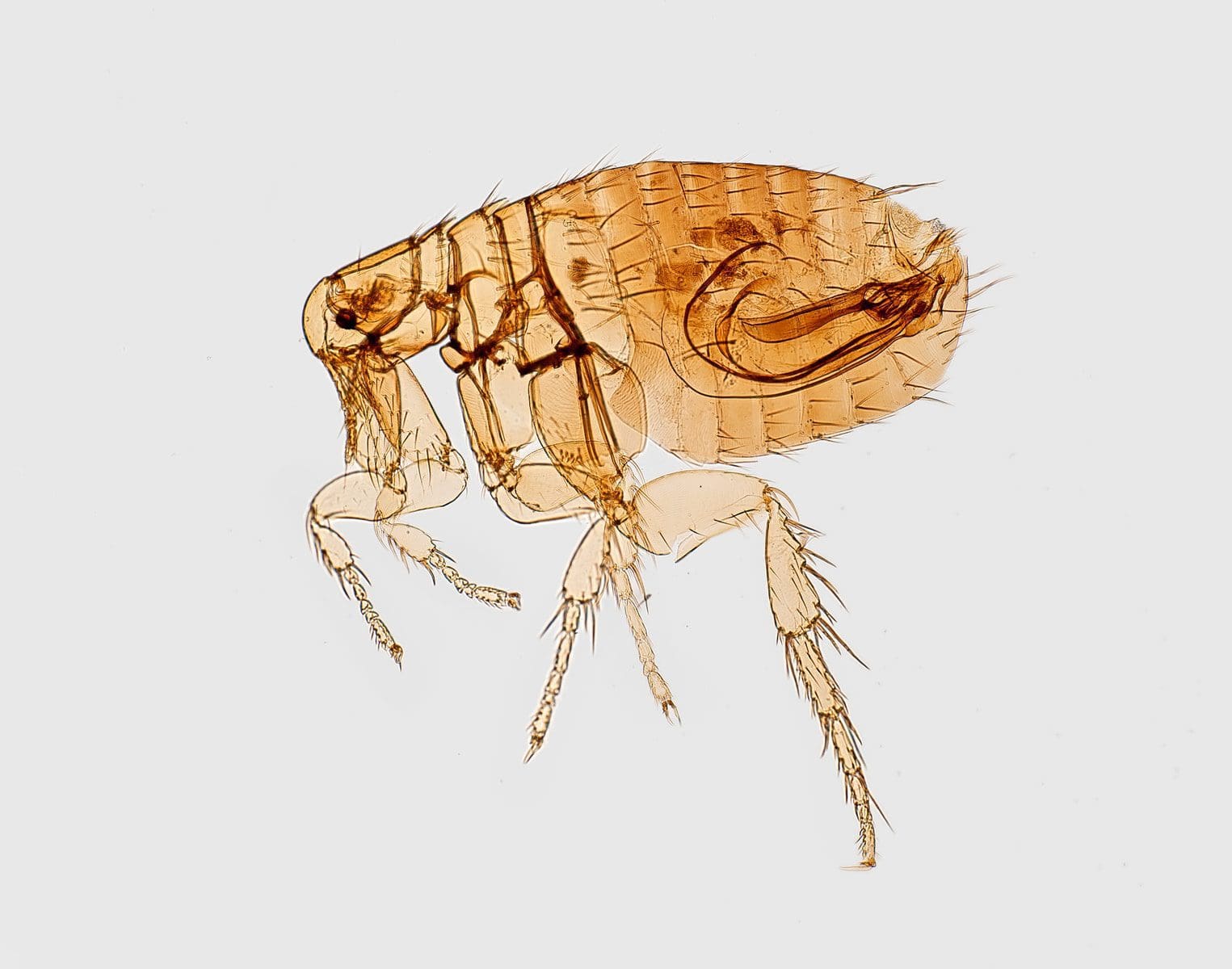 brown flea illustration - fleas and ticks