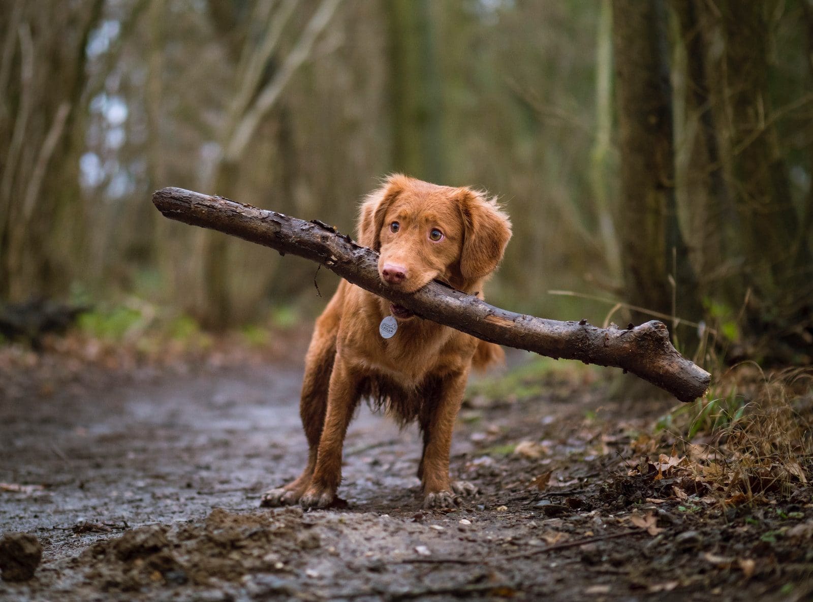 dog biting brown wood on road training your dog