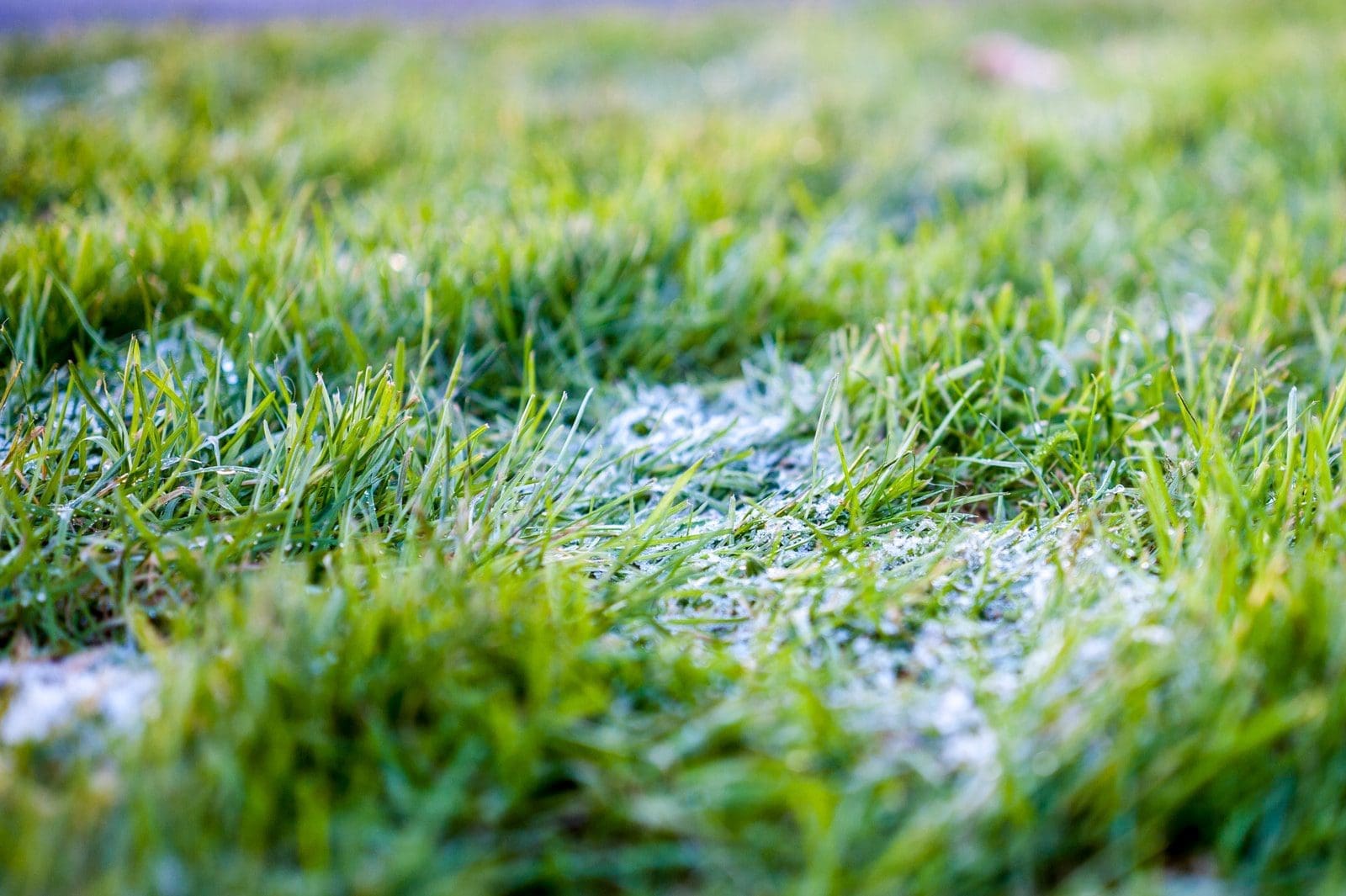 closeup photo of green turf grass field