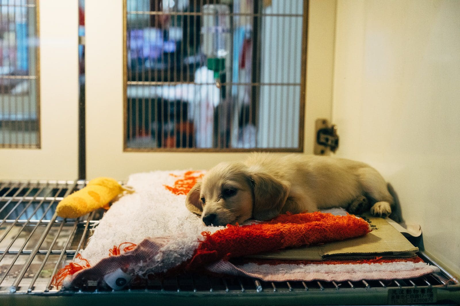 Photo by Markus Winkler veterinary clinic fawn pup on red and white textile