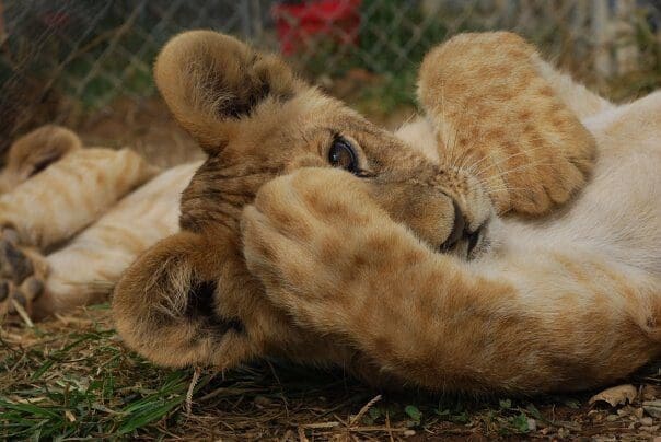 cub petting