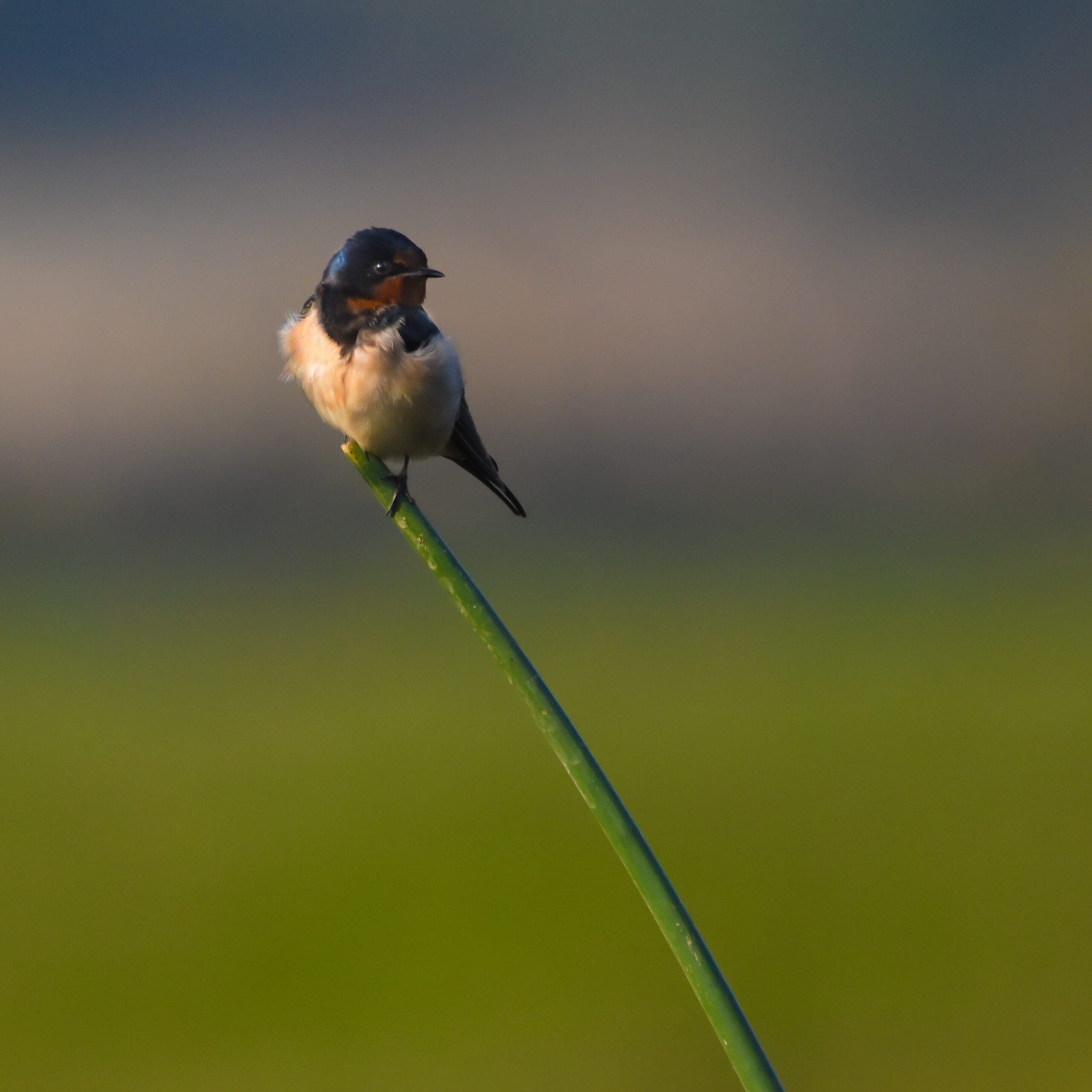 Barn Swallow at the great backyard bird count 2022