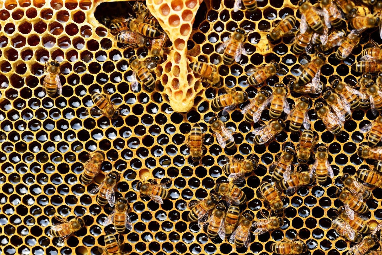 organic honey Top View of Bees Putting Honey