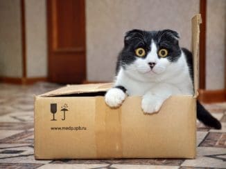 moving with your pet
