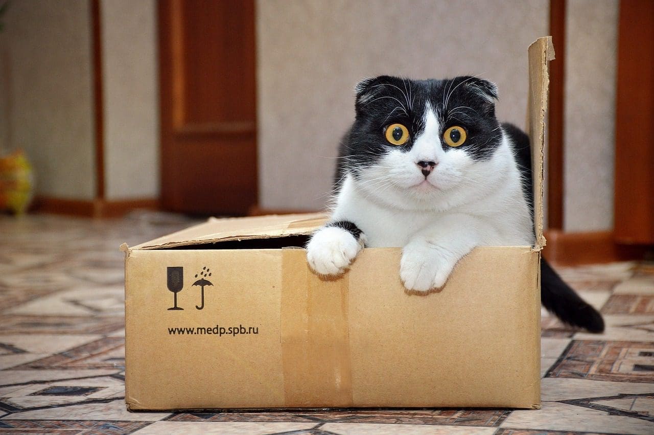 moving with your pet