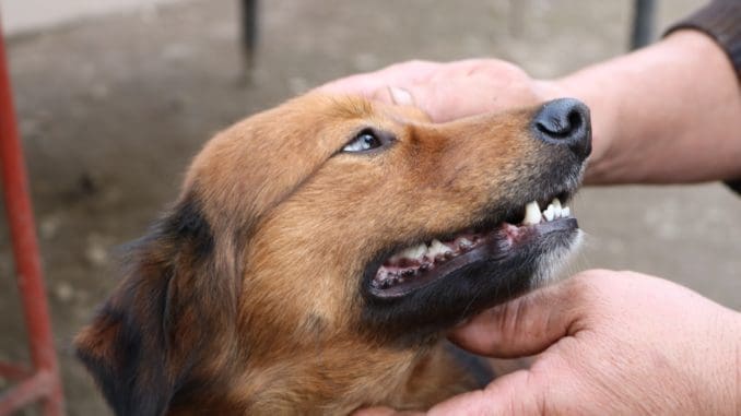 person holding dog showing teeth and gums