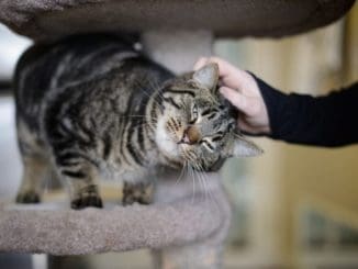 Financial Planning For A Pet Cat In Manipal 1 Pet Cat in Manipal