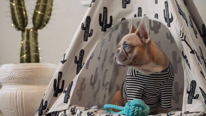 brown chihuahua on white and black textile