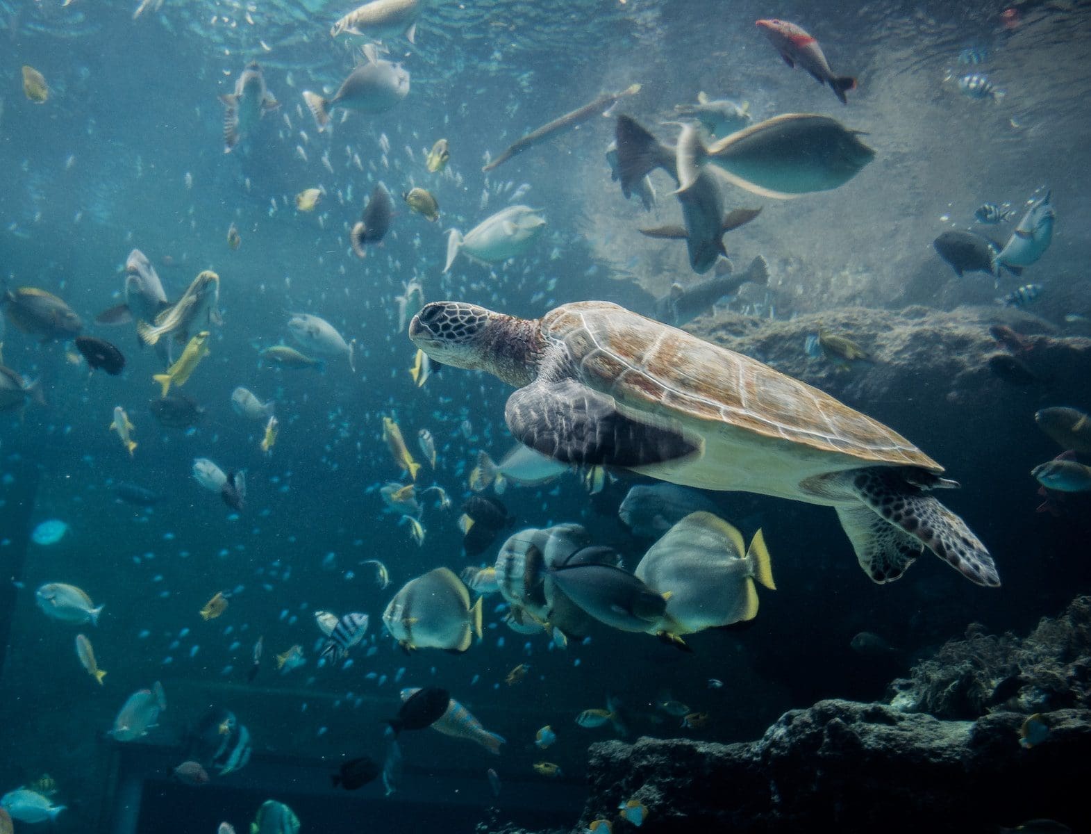 Snorkeling Paradise: Discovering Spectacular Marine Life 2 underwater photography of gray turtle