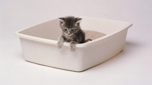 Financial Planning For A Pet Cat In Manipal 3 litter