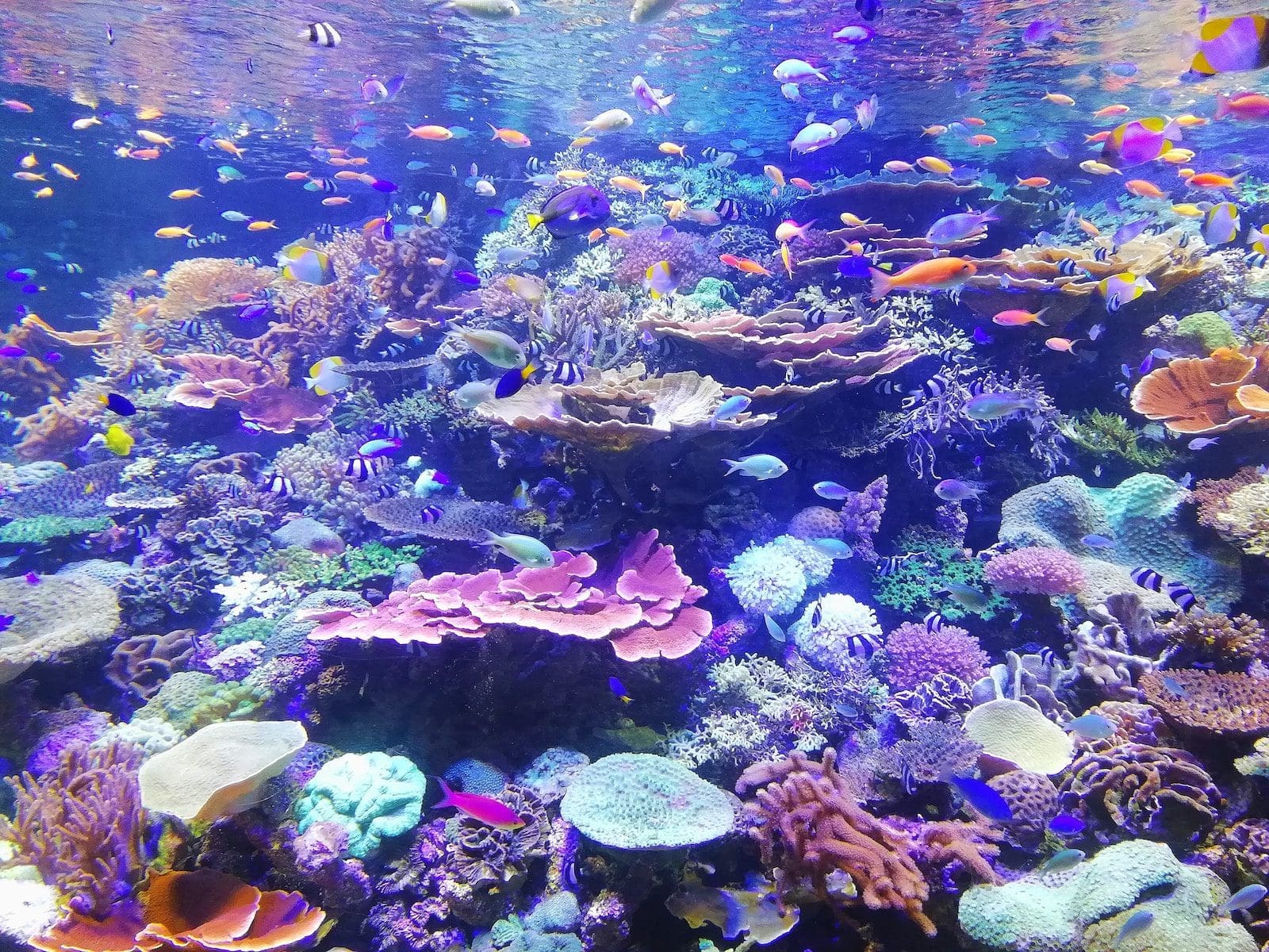 school of fish on corals