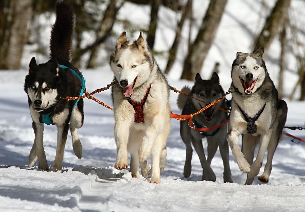 huskies, nature, dogs