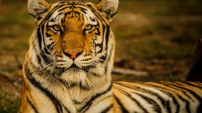 wildlife photography of tiger laying on ground