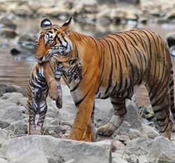 Celebrated Tigers Of India: Machli And Noor Of Ranthambore 4 Noor of Ranthambore