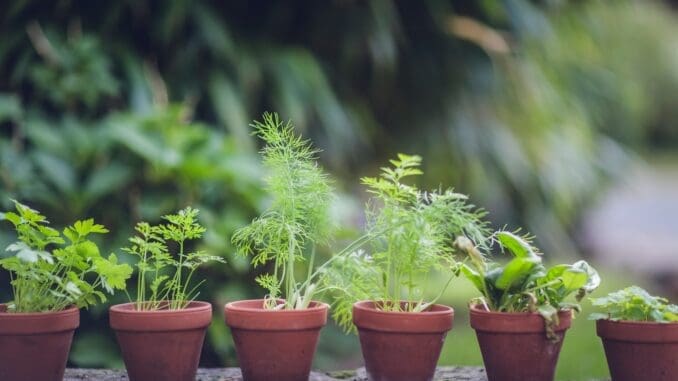 green plant on brown clay pot garden pharmacy