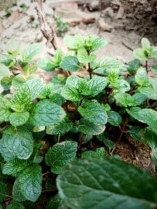 a close up of a plant with green leaves garden pharmacy