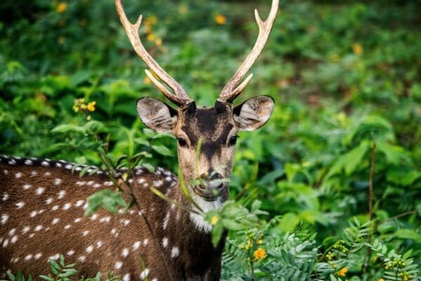 chital, deer, forest kabini