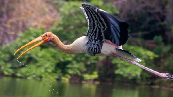 white and black bird flying over body of water during daytime