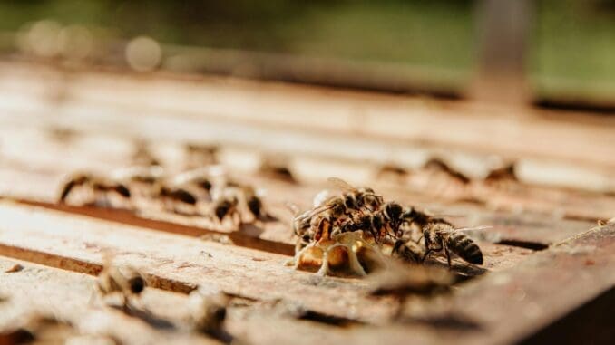 4 Reasons Why Termite Infestation is a Threat to Your Old Wooden House