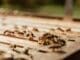4 Reasons Why Termite Infestation is a Threat to Your Old Wooden House